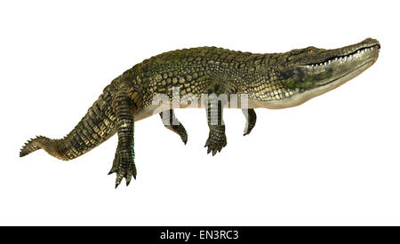 Digitale 3D Rendern eines amerikanischen Krokodil oder Alligator Mississippiensis isoliert auf weißem Hintergrund Stockfoto