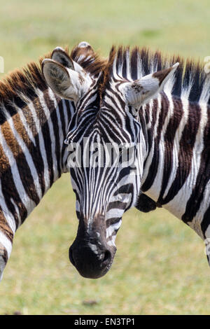 Equus Quagga Zebra Porträt in Ngorongoro Conservation Area, Tansania, Afrika. Stockfoto