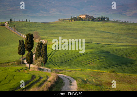 Zypressen und kurvenreiche Straße, Villa in der Nähe von Pienza, Toskana, Italien Stockfoto