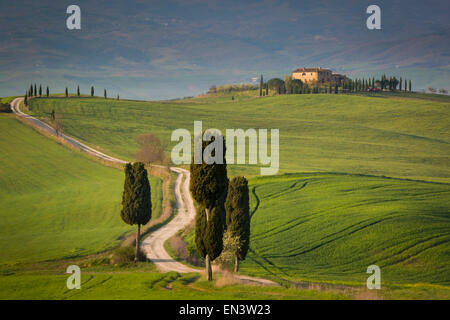 Zypressen und kurvenreiche Straße, Villa in der Nähe von Pienza, Toskana, Italien Stockfoto