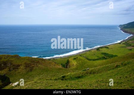 Rinder weiden am 16. Dezember 2014 offene Weiden mit Blick auf den Ozean auf der Insel Sabtang, Provinz Batanes, Philippinen, Stockfoto