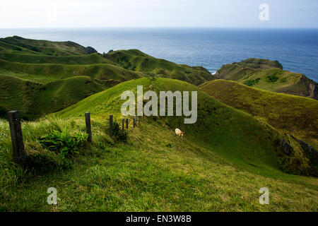 Rinder weiden am 16. Dezember 2014 offene Weiden mit Blick auf den Ozean auf der Insel Sabtang, Provinz Batanes, Philippinen, Stockfoto