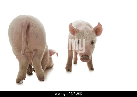 Die drei kleinen Schweinchen Stockfoto