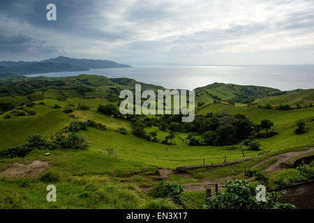 Rinder weiden am 16. Dezember 2014 offene Weiden mit Blick auf den Ozean auf der Insel Sabtang, Provinz Batanes, Philippinen, Stockfoto