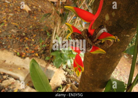 Costa Rica, Großaufnahme von Boa Constrictor gewickelt auf Ast mit rote Blume Stockfoto