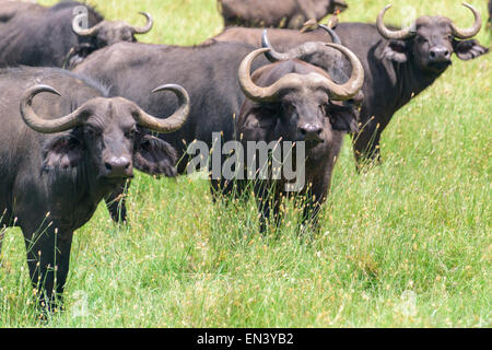 Syncerus Caffer, afrikanischer Büffel, Kaffernbüffel in Ngorongoro Conservation Area, Tansania, Afrika. Stockfoto