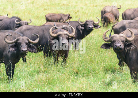 Syncerus Caffer, afrikanischer Büffel, Kaffernbüffel in Ngorongoro Conservation Area, Tansania, Afrika. Stockfoto