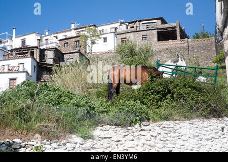 Pferde im Dorf Bubion, hohe Alpujarras, Sierra Nevada, Provinz Granada, Spanien Stockfoto