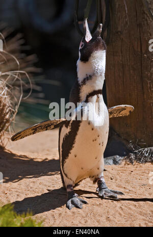 Geschrei Black Footed/afrikanische Pinguin (Spheniscus Demersus) Stockfoto