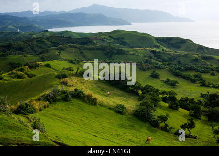 Rinder weiden am 16. Dezember 2014 offene Weiden mit Blick auf den Ozean auf der Insel Sabtang, Provinz Batanes, Philippinen, Stockfoto