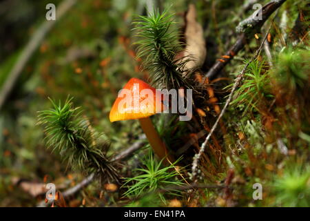 Hexe Hut Pilz, Hygrocybe conica Stockfoto