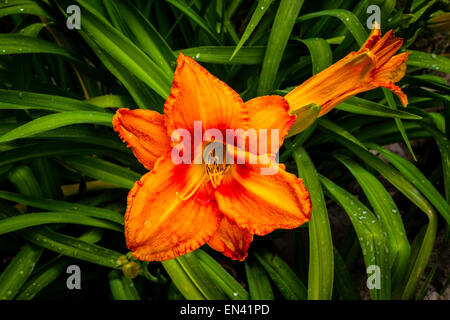 Ein helles orange Tageslilie Stockfoto