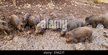 Panoramablick auf einer Gefangenschaft Gruppe von Wildschwein (Sus Scrofa) im Schlamm; Schloss Bolton, North Yorkshire, England UK Stockfoto