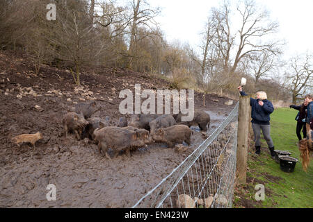 Fütterung gefangen Wildschweine bei Bolton Castle, Wensleydale, Yorkshire UK Stockfoto