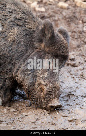 Erwachsenen Wildschwein (Sus Scrofa) Fütterung, Kopf Porträt, UK Stockfoto