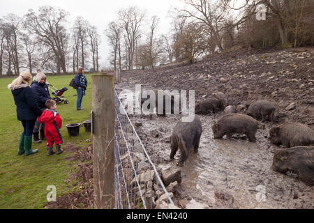 Eine Familie Gruppe von Gefangenen Wildschweine, Schloss Bolton, North Yorkshire Dales UK Stockfoto