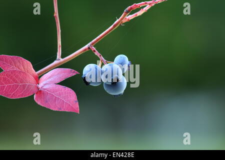 Reihe von Heidelbeeren auf einem Zweig und Spider web Stockfoto