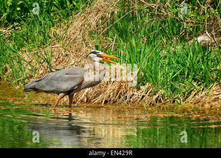 Great Blue Heron stalking Beute mit kleinen Fischen fing es im Schnabel...  (Ardea Hernien) /HDR Stockfoto