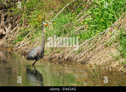 Great Blue Heron Stalking Fisch. (Ardea Herodias) Stockfoto