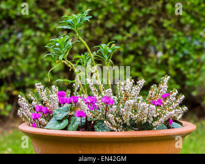 BEPFLANZTEN WINTER CONTAINER MIT CYCLAMEN COUM, WEIßES HEIDEKRAUT (ERICA) UND EIN MAUERBLÜMCHEN Stockfoto