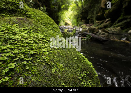 Fuß in die Patuna Schlucht, eine Kalkstein-Kluft in Wairarapa, Neuseeland. Stockfoto