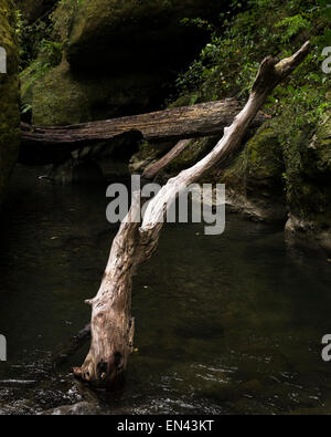 Fuß in die Patuna Schlucht, eine Kalkstein-Kluft in Wairarapa, Neuseeland. Schwarz / weiß-Version EN43KF Stockfoto