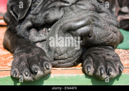 Schwarzer Hund Shar-Pei schlafen unter einem hellem Sonnenlicht, close-up portrait Stockfoto