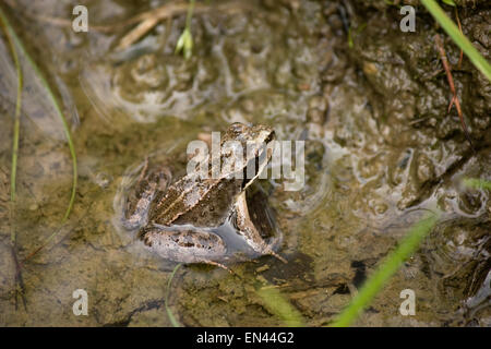 Der kleine Frosch sitzt in einer Pfütze Stockfoto