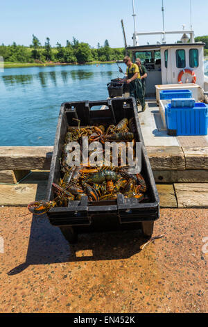 Hummer-Fischerei im ländlichen Prince Edward Island, Kanada. Stockfoto