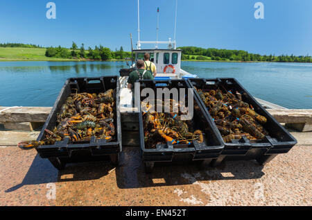 Hummer-Fischerei im ländlichen Prince Edward Island, Kanada. Stockfoto