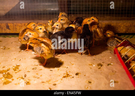 Küken füllen die Coop in der Stadt von Famy, Provinz Laguna, Philippinen am 25. Dezember 2014. Stockfoto