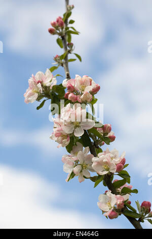 Malus Domestica 'Egremont Russet'. Apfelblüte im Frühjahr. Stockfoto