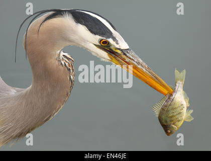 Ein Great Blue Heron mit einem frisch gefangenen Fisch. Stockfoto