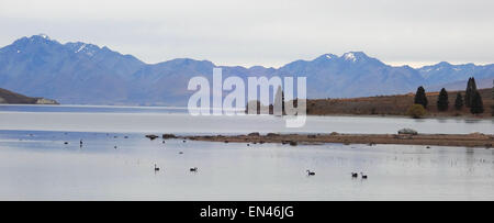 Schwarze Schwäne am Bergsee mit dramatischen Bergen im Hintergrund. Stockfoto