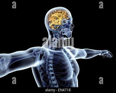 Das menschliche Gehirn. 3D Abbildung gerendert. Isoliert auf schwarz. Stockfoto
