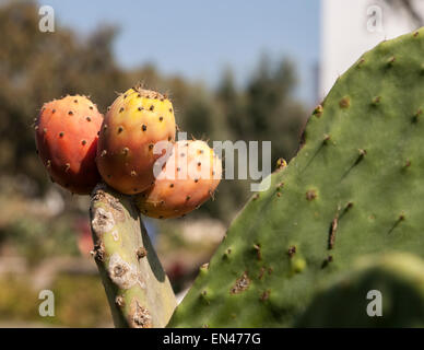 Opuntia Feigenkaktus mit reifer Frucht, Santorini, Griechenland. Stockfoto