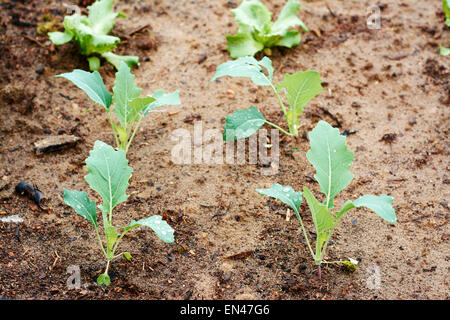 Junge Kohlrabi Pflanzen in das Hochbeet. Stockfoto