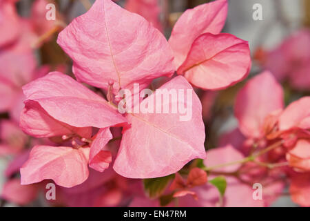 Nahaufnahme der schönen blühenden violetten Blüten im Garten Stockfoto