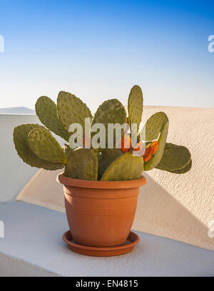 Kleine eingemachte Kaktus in einem Terrakotta-Container auf einem Felsvorsprung. Stockfoto