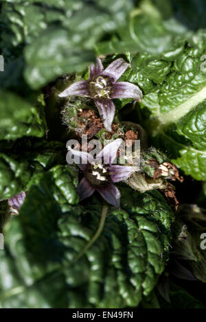 Mandrake Blume Mandragora officinarum Stockfoto