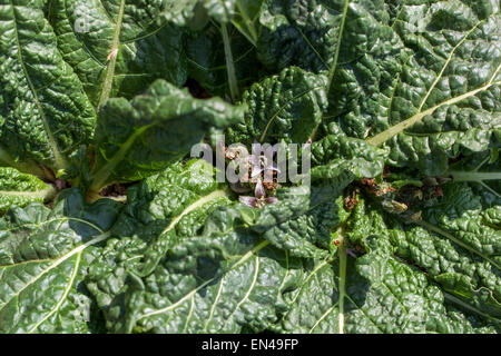 Mandragora Stockfoto