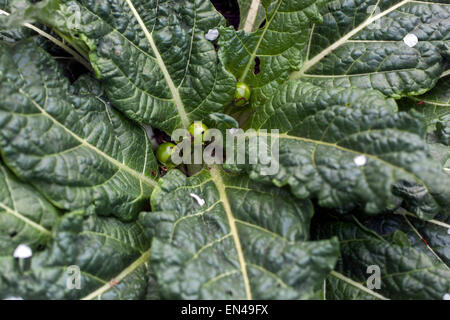 Alraune Mandragora officinarum Stockfoto