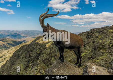 Ibex, Capra Pyrenaica victoriae Stockfoto