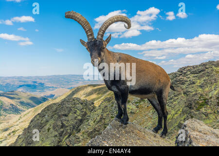 Ibex, Capra Pyrenaica victoriae Stockfoto