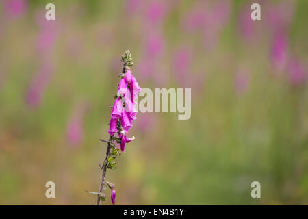 Nahaufnahme einer Fingerhut-Blume auf einer Wiese Stockfoto