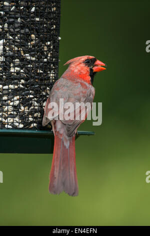 Männliche nördlichen Kardinal thront auf Saatgut Feeder. Stockfoto