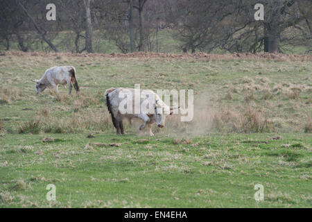 Chillingham Wildrinder Bull zeigt Aggression durch Stanzen seinen Fuß, eine Herausforderung für die Zucht Rechte. Northumberland. England Stockfoto