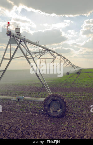 Automatische Bewässerung Sprinkler System in Betrieb kultiviert landwirtschaftlichen Bereich Landwirtschaft Stockfoto