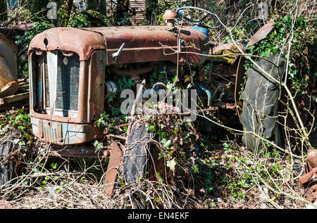 Verlassene Fordson Major Traktor mit Efeu bewachsen Stockfoto