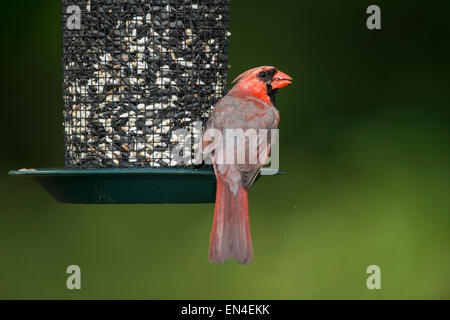 Männliche nördlichen Kardinal thront auf Saatgut Feeder. Stockfoto